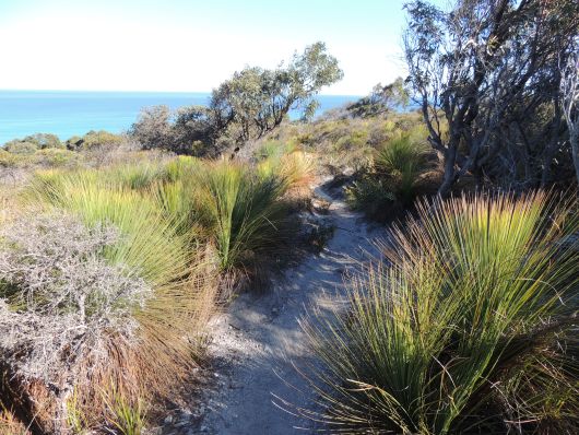 Track on Archers Knob